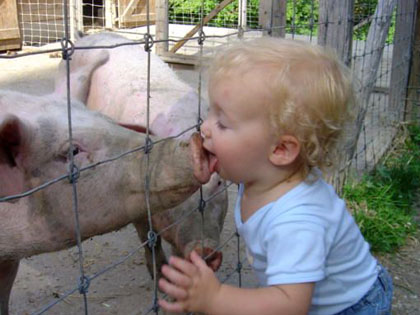 PigKiss